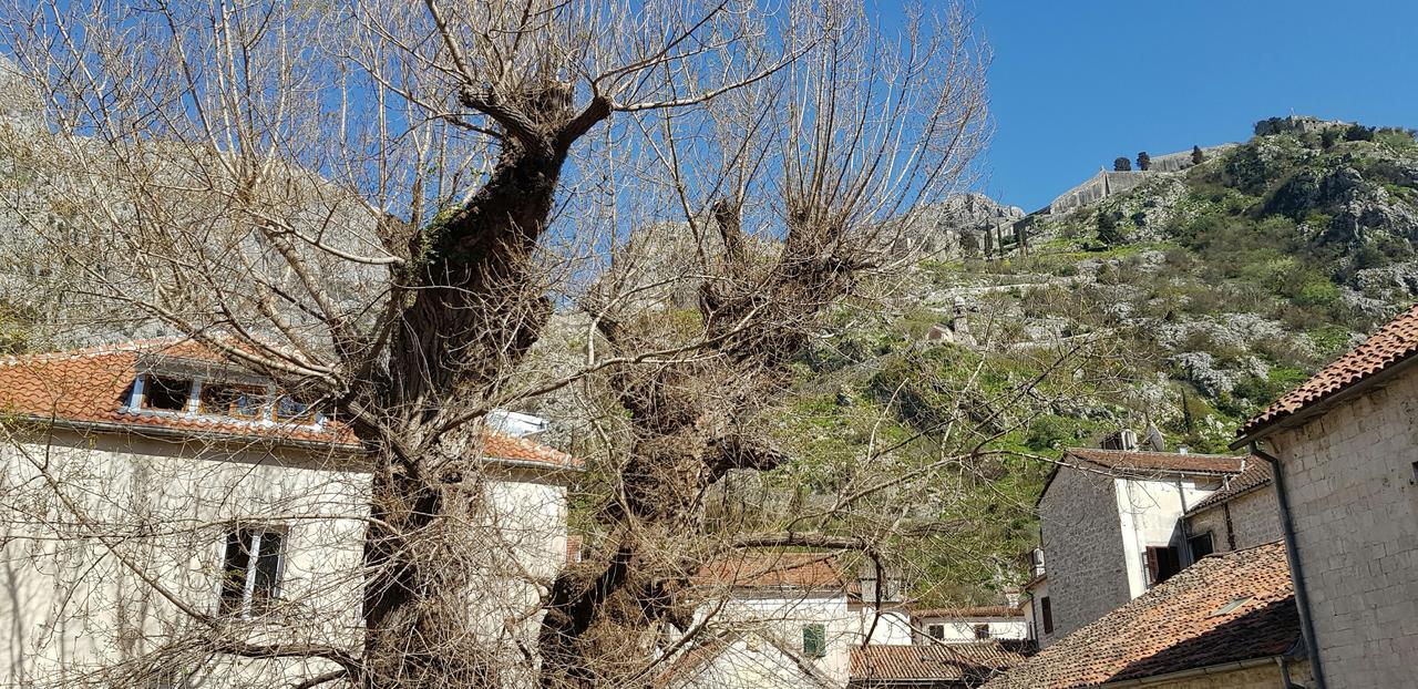 Guesthouse Nikoleta Kotor Exteriör bild